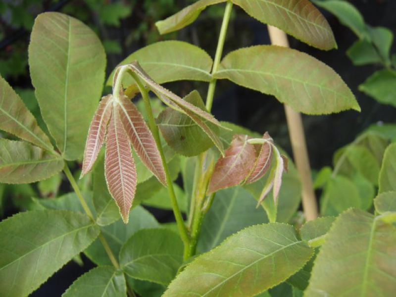 Bitternötshickory, Carya cordiformis