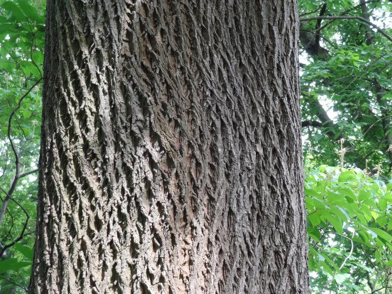 Bitternötshickory, Carya cordiformis