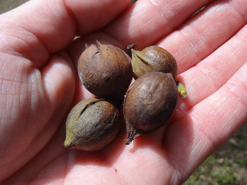 Bitternötshickory, Carya cordiformis