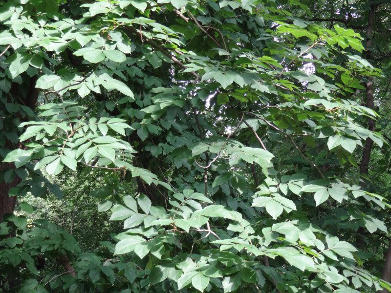 Bitternötshickory, Carya cordiformis