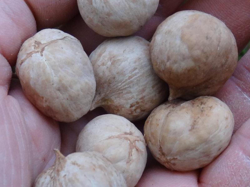 Bitternötshickory, Carya cordiformis