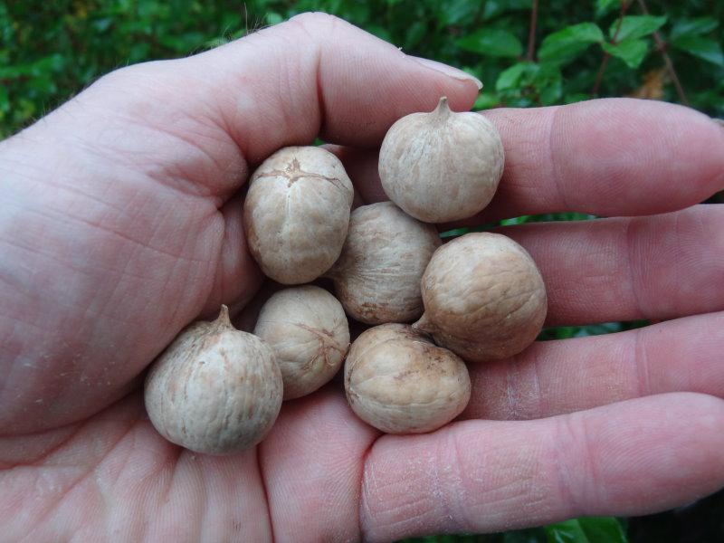 Bitternötshickory, Carya cordiformis