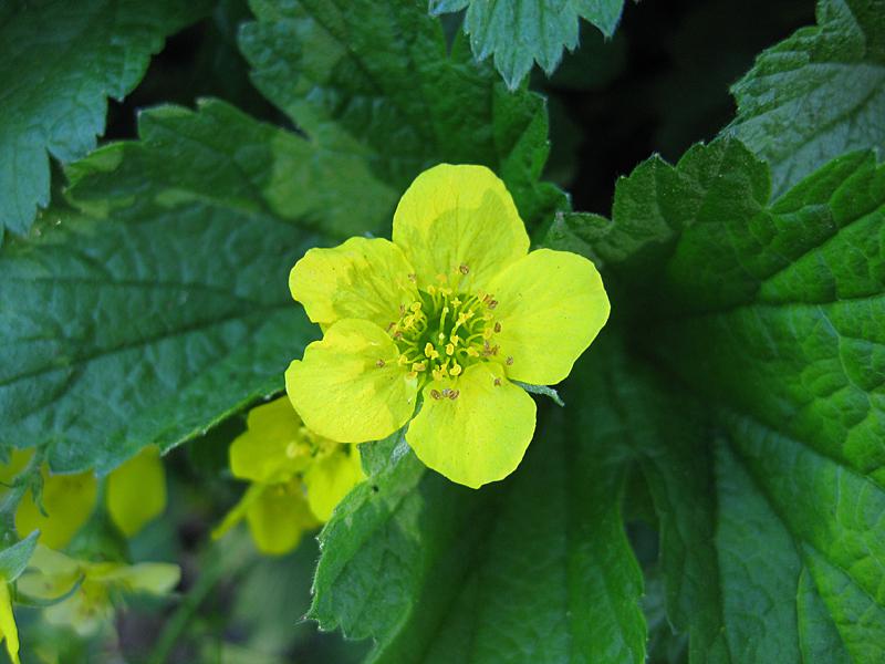 Nahaufnahme einer gelben Blüte - Hohe Golderdbeere