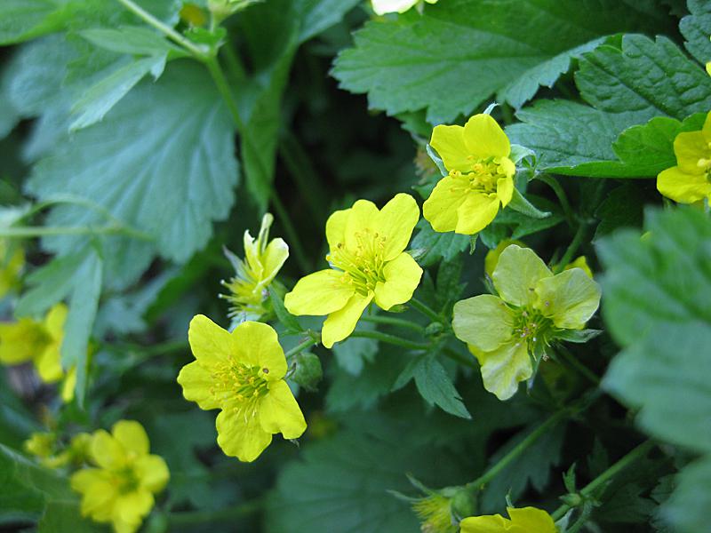 Hohe Golderdbeere - leuchtend gelbe Blüten