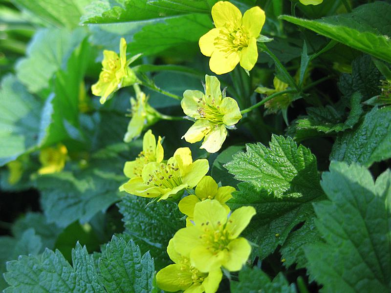 Erdbeerartige gelbe Blüten der hohen Golderdbeere