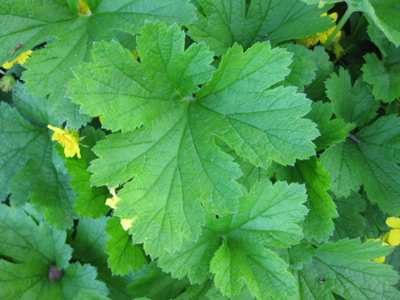 Polsterbildende Waldsteinie - Blatt