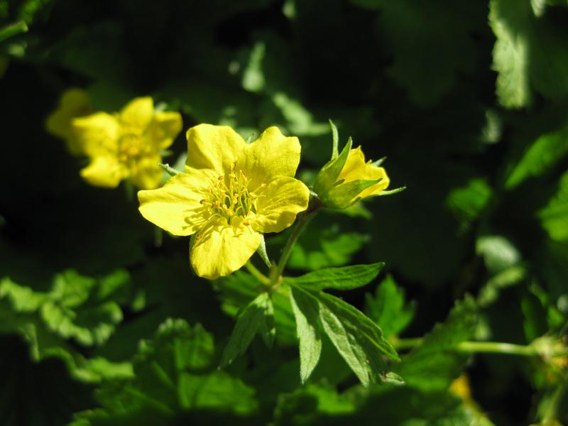 Hohe Golderdbeere - gelbe Blüten im Mai