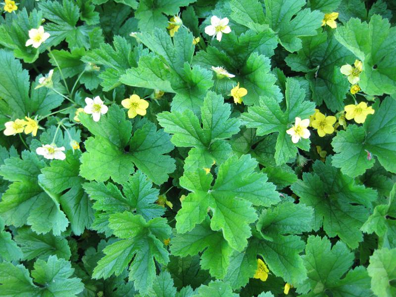 Die Hohe Golderdbeere blüht im April und Mai.