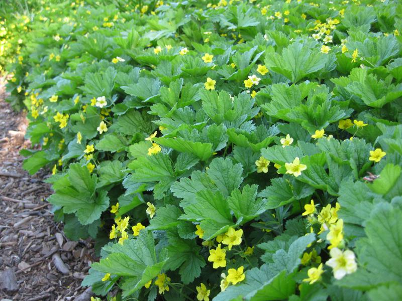 Die Hohe Golderdbeere als Begleitgrün an einem Gartenweg.