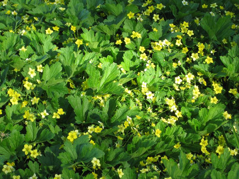 Reiche Blüte der Polsterbildende Waldsteinie