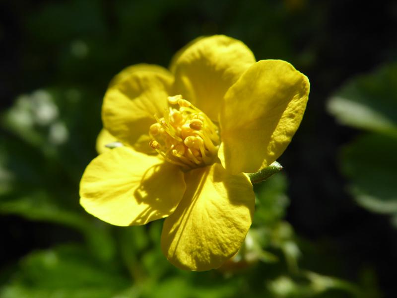 Nahaufnahme einer Blüte der niedrigen Golderdbeere