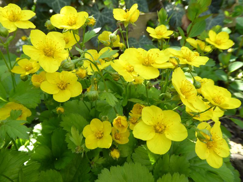 Gelbe Blütenpracht der Waldsteinia ternata