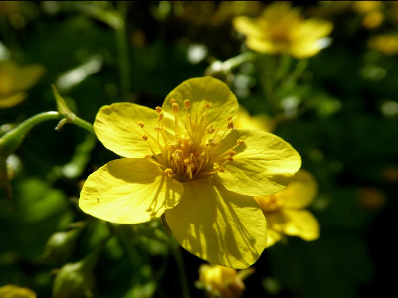 Leuchtend gelbe Blüten: Die niedrige Golderdbeere