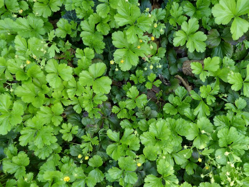 Waldsteinia ternata deckt den Boden schnell und effektiv.