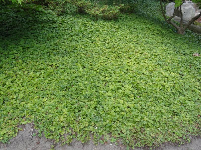 Idealer Bodendecker für viele Standorte: Waldsteinia ternata