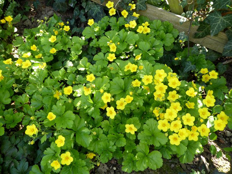 Waldsteinia ternata - gelber Blütenflor