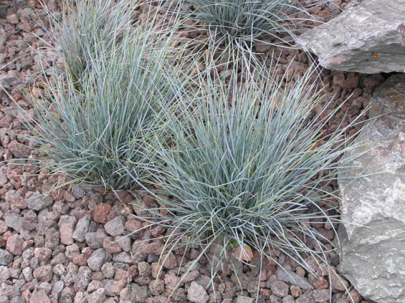 Festuca cinerea bildet kleine Horste