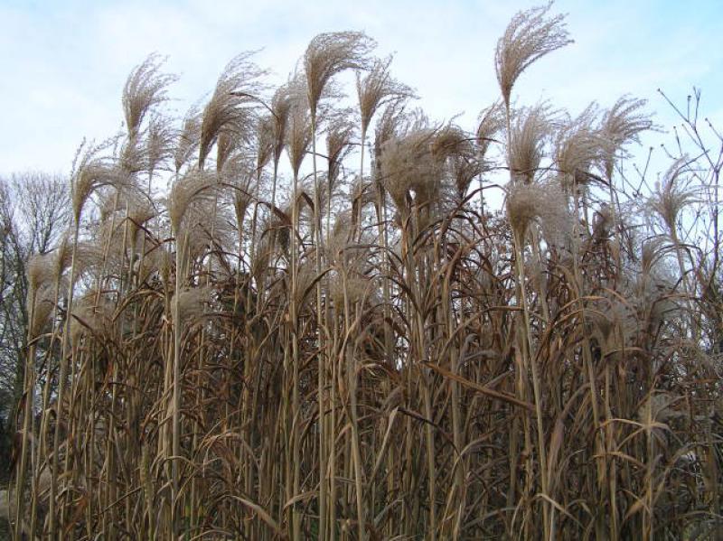 Das Chinaschilf schmückt auch im Winter den Garten