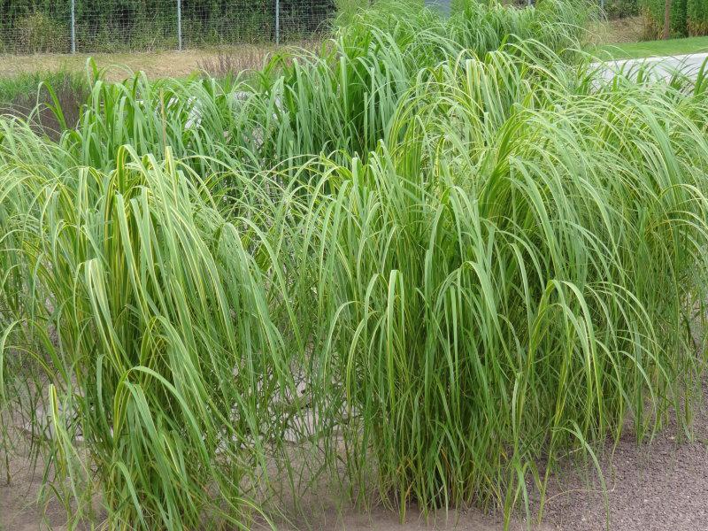 Miscanthus sinensis Zebrinus als Gruppenpflanzung