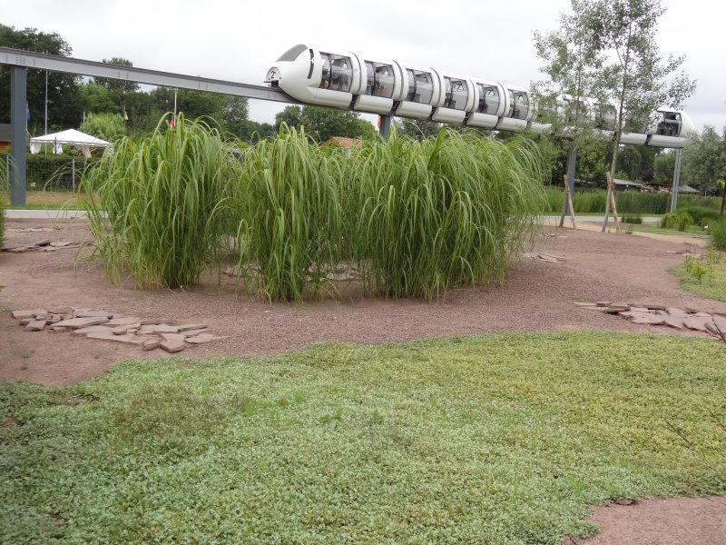 Miscanthus sinensis Zebrinus, gesehen auf der IGS in Hamburg