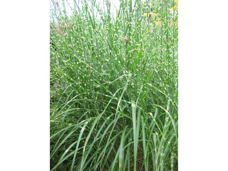 Miscanthus sinensis Zebrinus