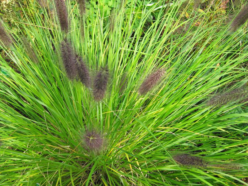 Pennisetum-alopecuroides-var-viridescens