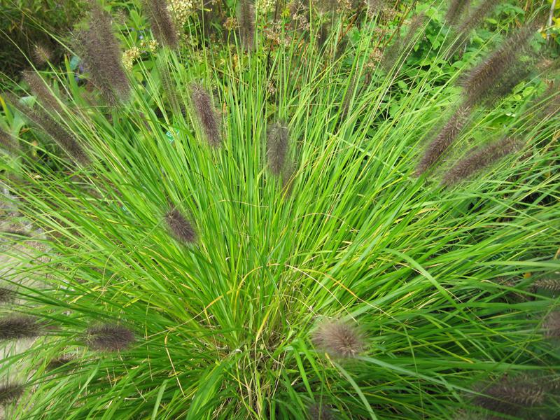 Pennisetum-alopecuroides-var-viridescens