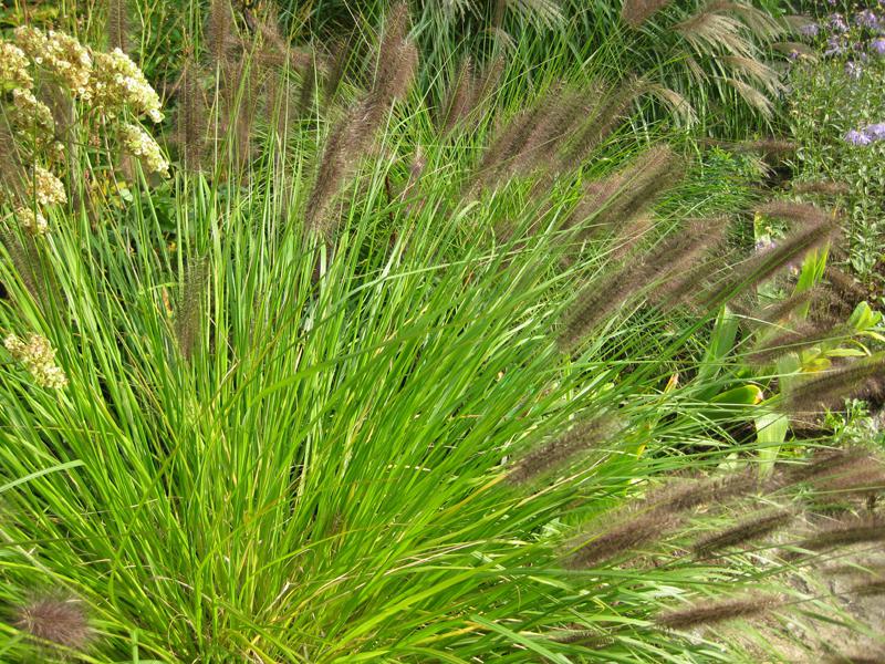 Pennisetum-alopecuroides-var-viridescens