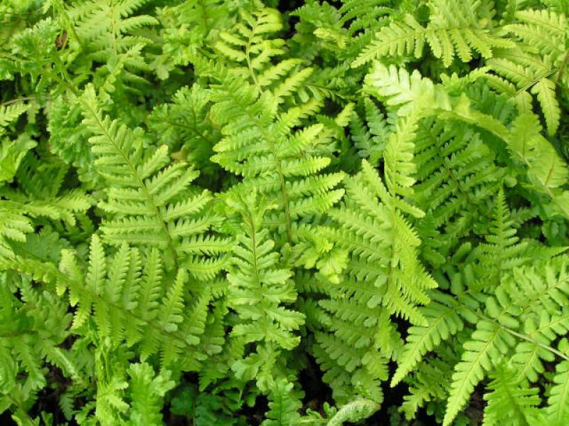 Typisches Sommerblatt bei Dryopteris filix-mas