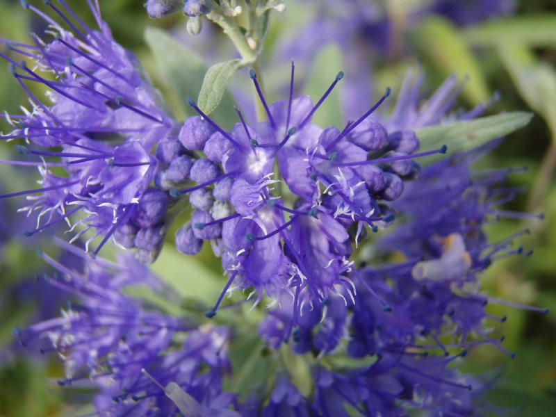 Blüten von Caryopteris Heavenly Blue