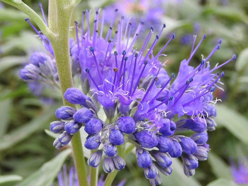 Caryopteris clandonensis Heavenly Blue in Blüte, Aufnahme von Mitte September