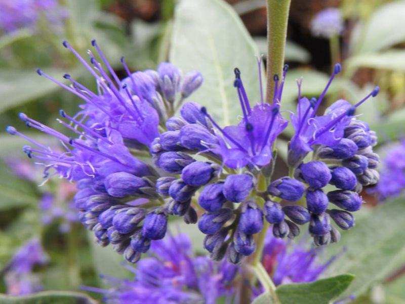Blüht vom Sommer bis in den Herbst, Caryopteris clandonensis Heavenly Blue