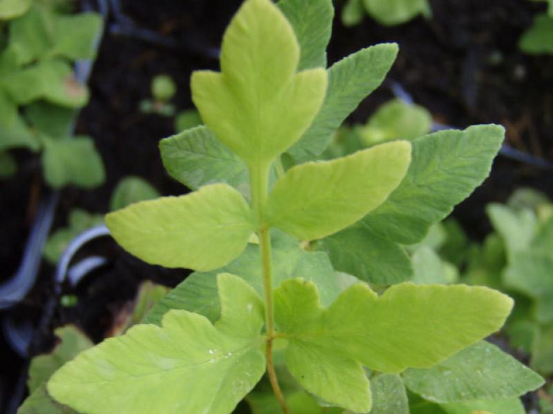 Osmunda regalis