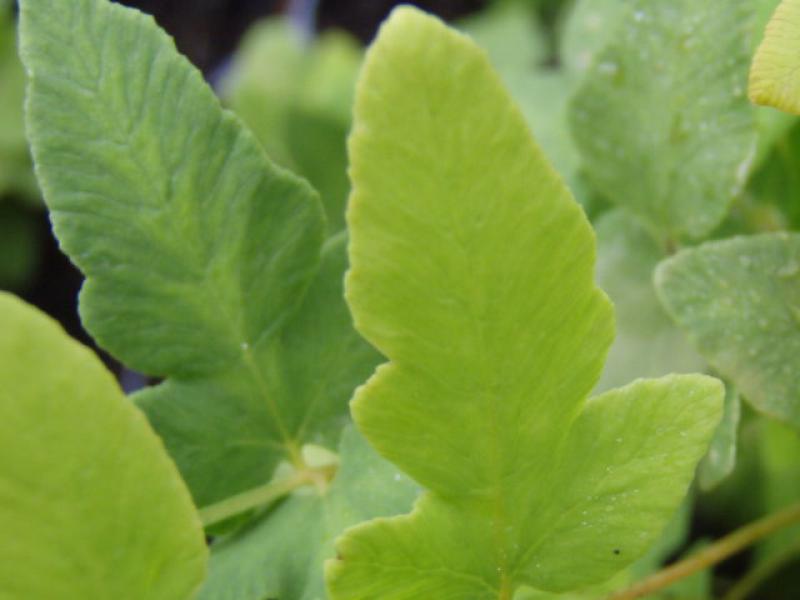 Osmunda regalis