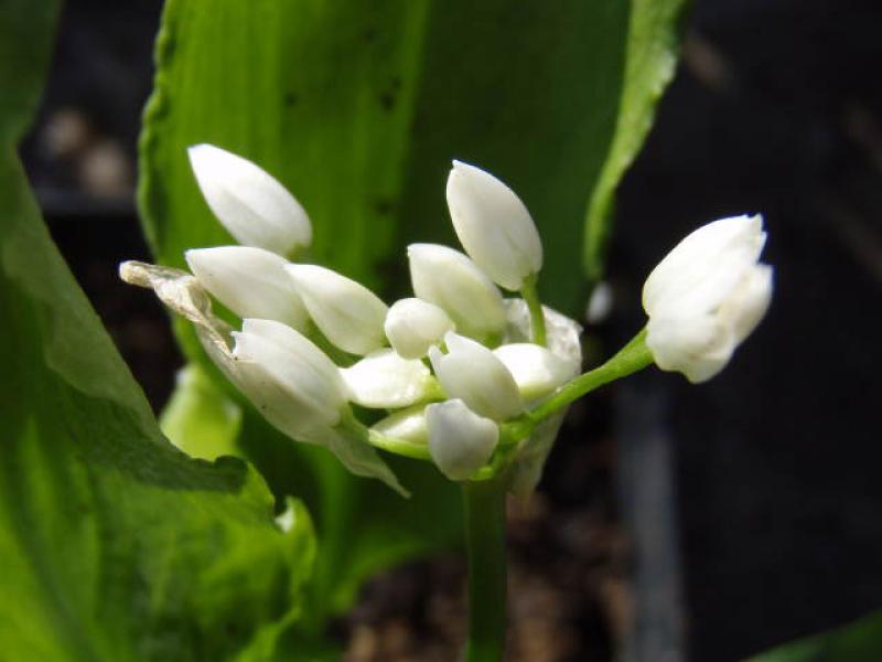 Der Bärlauch in Blüte