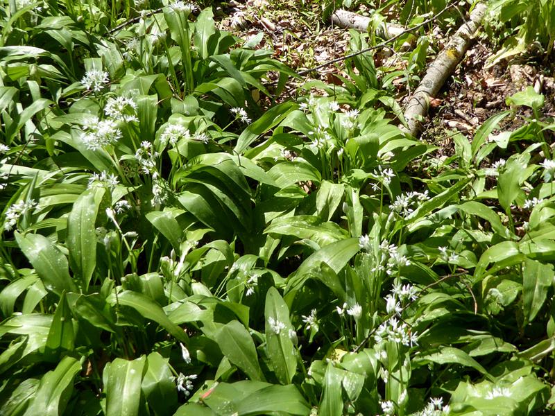 Weißblühende, einheimisch Waldpflanze - der Waldknoblauch