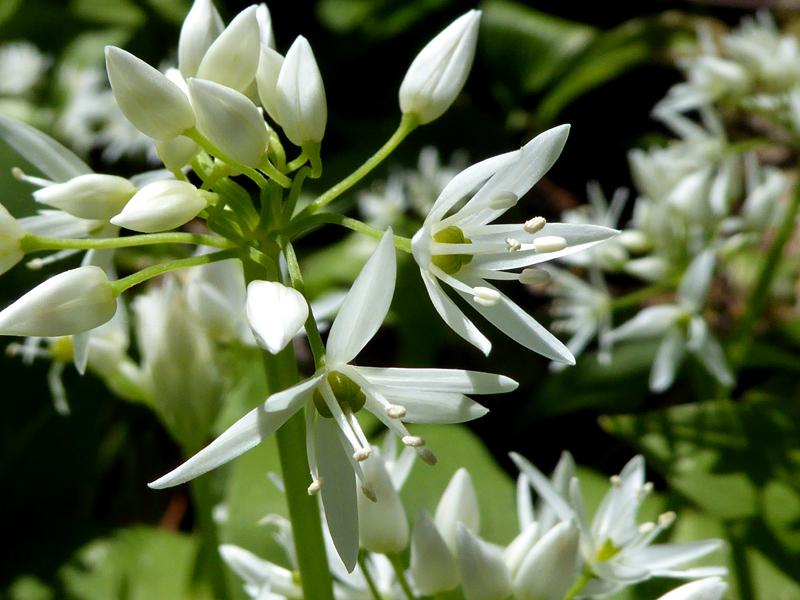 Filigrane, weiße Blüten des Bärlauchs