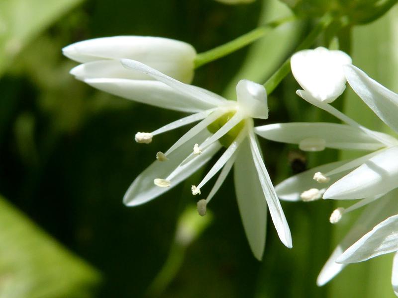 Nahaufnahme der weißen Einzlblüte - Waldknoblauch