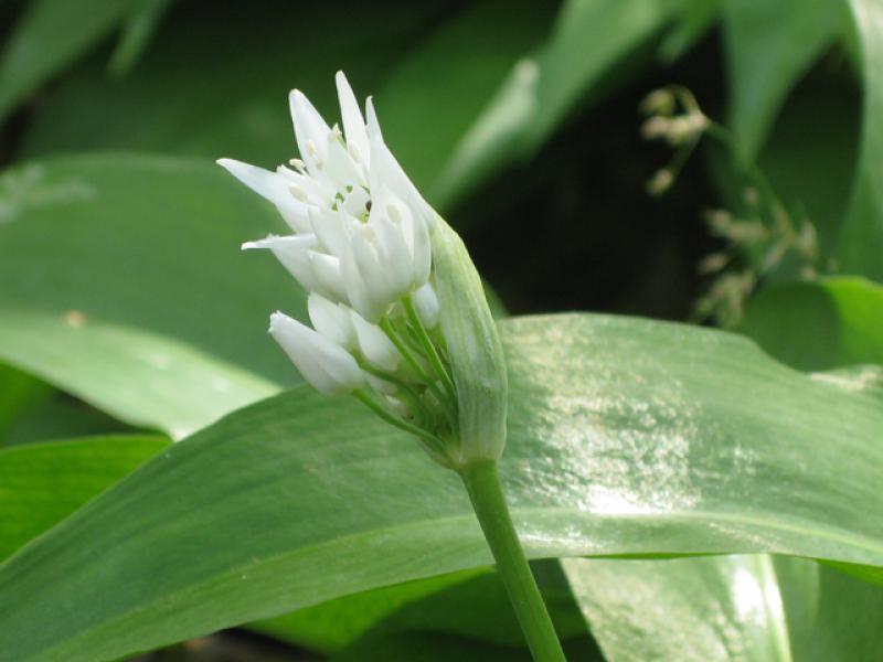 Weiße Bärlauch-Blüte