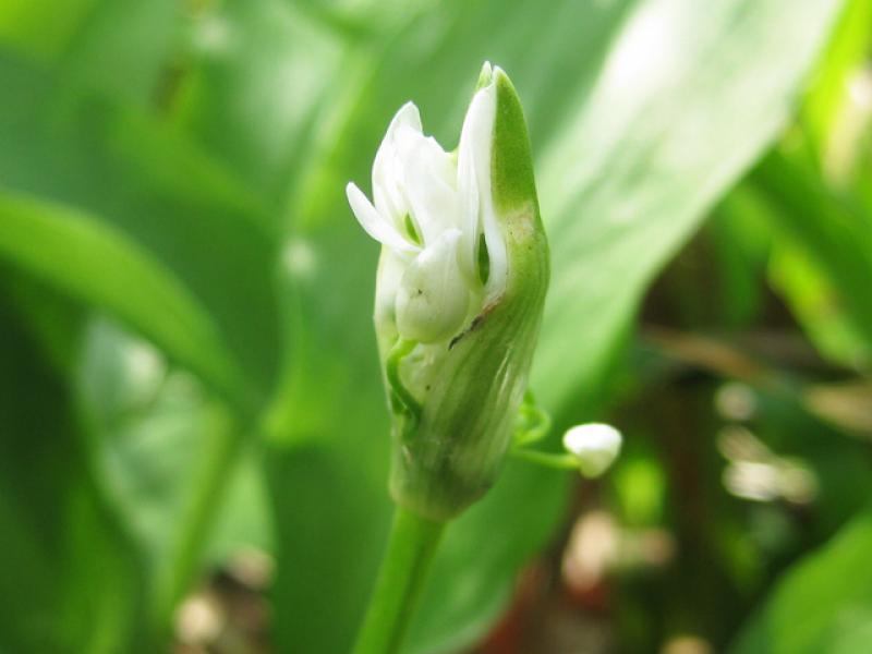 Weiße Blüte des Bärlauch, Allium ursinum