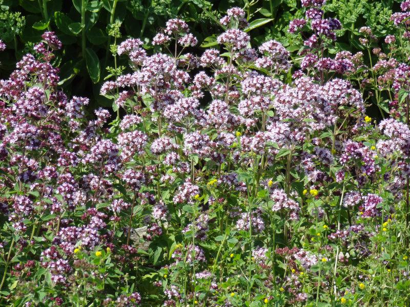 Blüte von Origanum vulgare