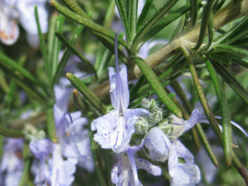 Rosmarin, Rosmarinus officinalis