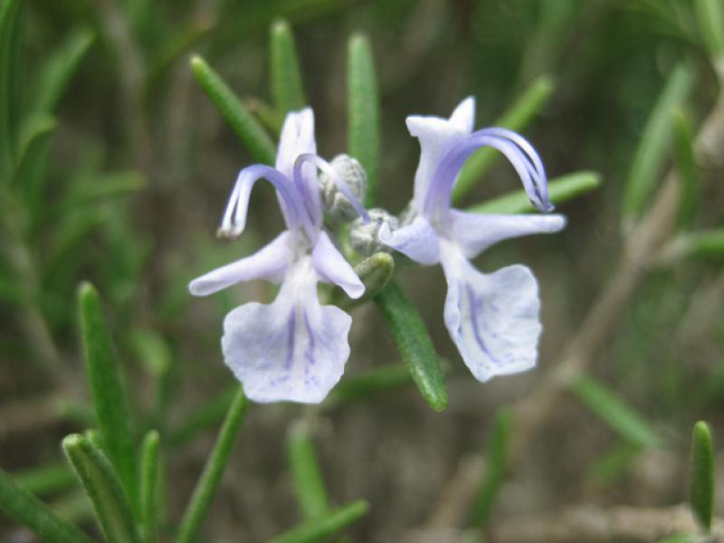 Rosmarin, Rosmarinus officinalis