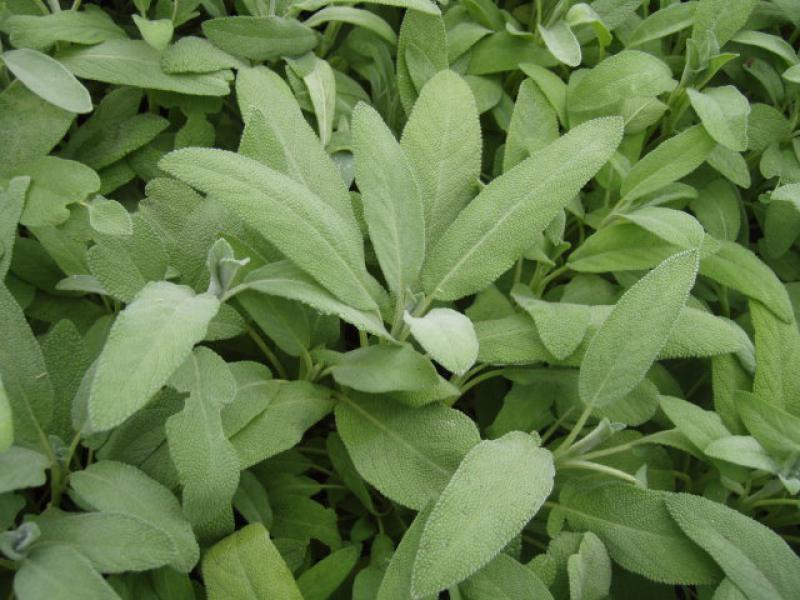 Salbei, Apotheker-Salbei - graugrüne Blätter