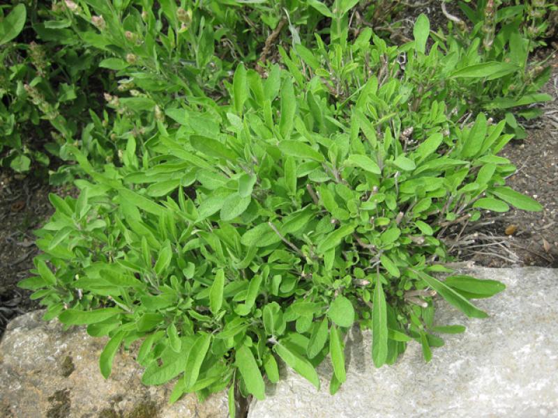 Salbei, Salvia officinalis, im Krätergarten