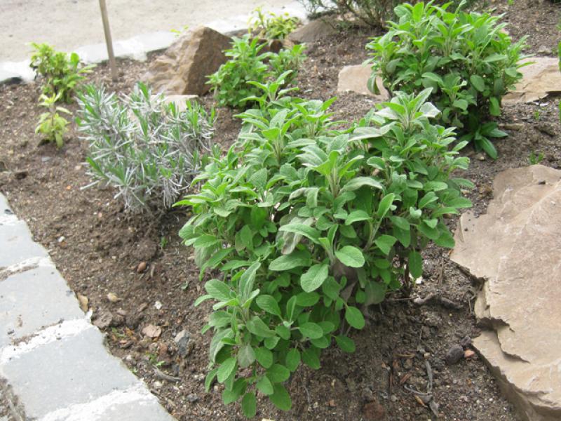 Duftgarten mit Salbei, Salvia officinalis