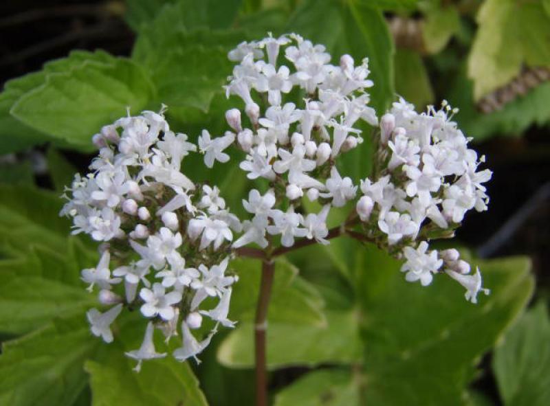 .Valeriana officinalis