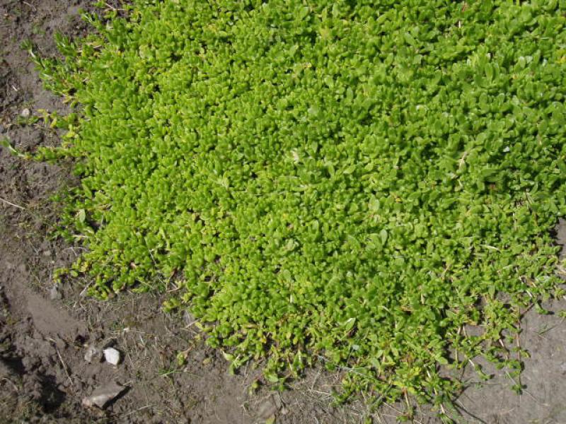 .Delosperma lineare