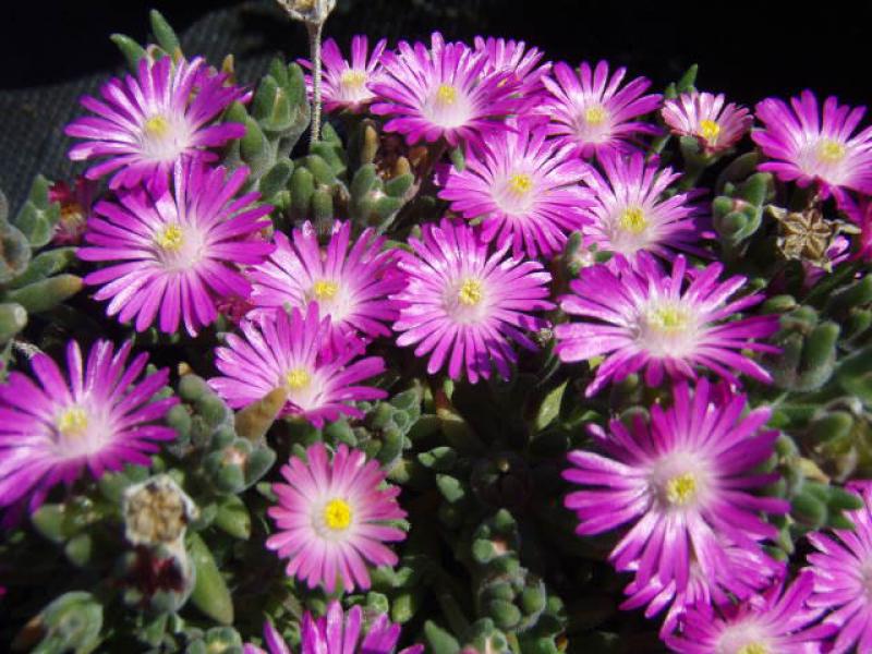 Mittagsblume, Stauden-Mittagsblume