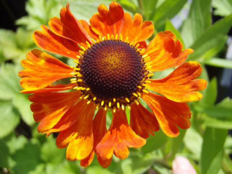 Blüte von Helenium Waltraut im Detail